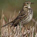 Pipit farlouse