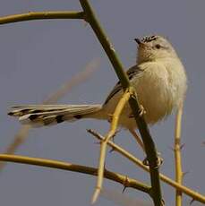 Prinia à front écailleux