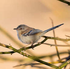 Prinia à front écailleux