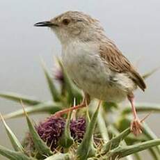 Prinia délicate