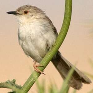 Prinia délicate