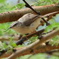 Prinia modeste