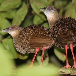 Râle à pieds rouges