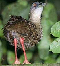 Râle à pieds rouges