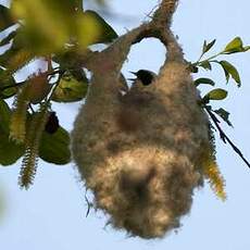 Rémiz penduline