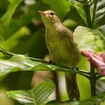 Rousserolle des Seychelles