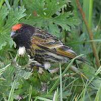 Serin à front rouge