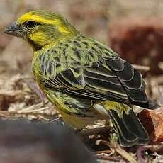 Serin à ventre blanc