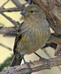 Serin des Canaries