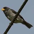 Slate-colored Seedeater