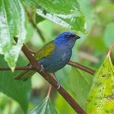 Tangara à tête bleue