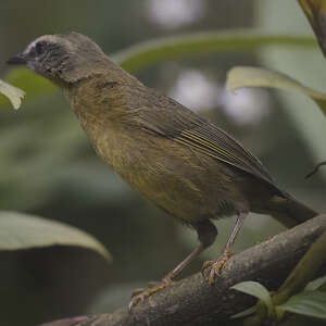 Tangara bridé