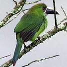 Toucanet à gorge blanche