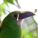 Toucanet à gorge blanche