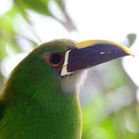 Toucanet à gorge blanche