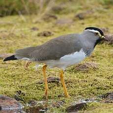 Vanneau d'Abyssinie