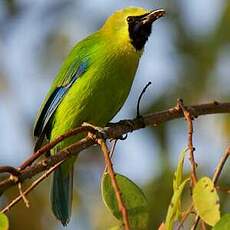 Verdin à ailes bleues