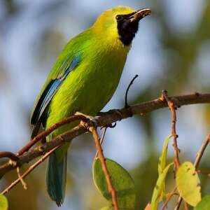 Verdin à ailes bleues