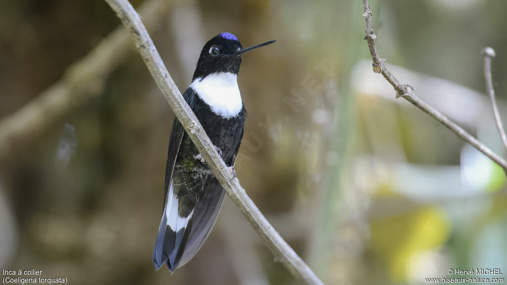 Collared Inca