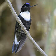 Collared Inca