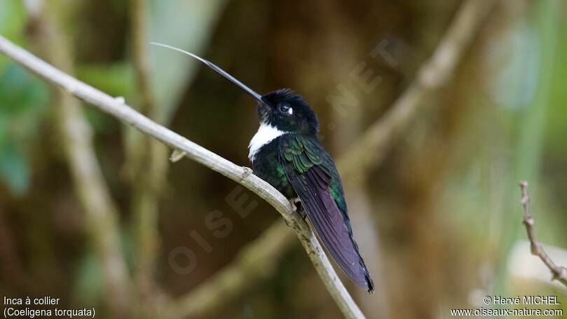 Collared Inca