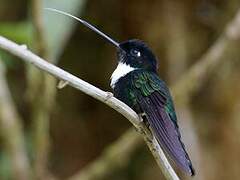 Collared Inca