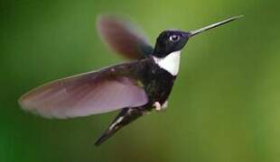 Collared Inca