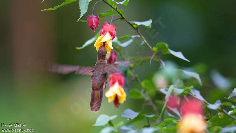 Bronzy Inca, Flight, eats