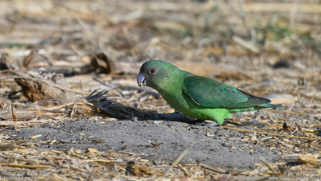 Grey-headed Lovebird female adult