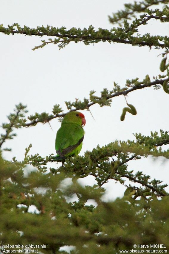 Black-winged Lovebird male