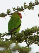 Black-winged Lovebird