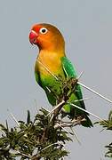 Fischer's Lovebird