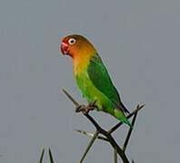 Fischer's Lovebird