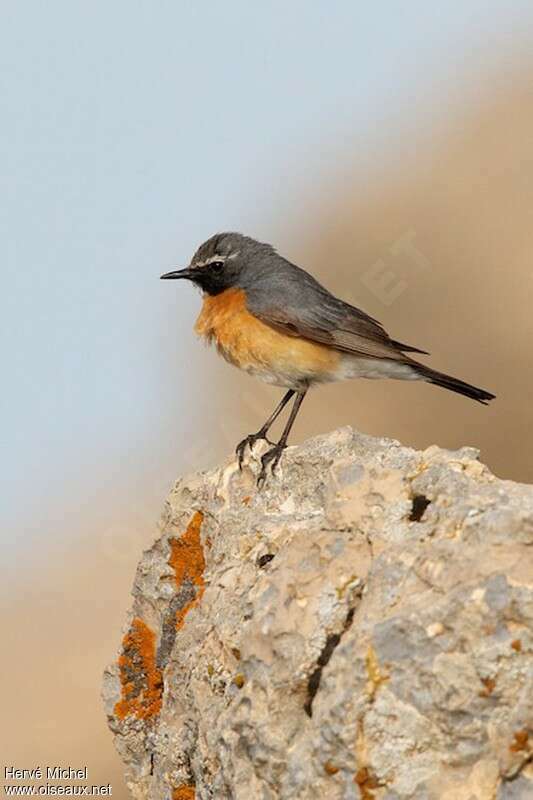 White-throated Robin male adult breeding