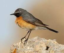 White-throated Robin