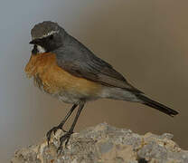 White-throated Robin