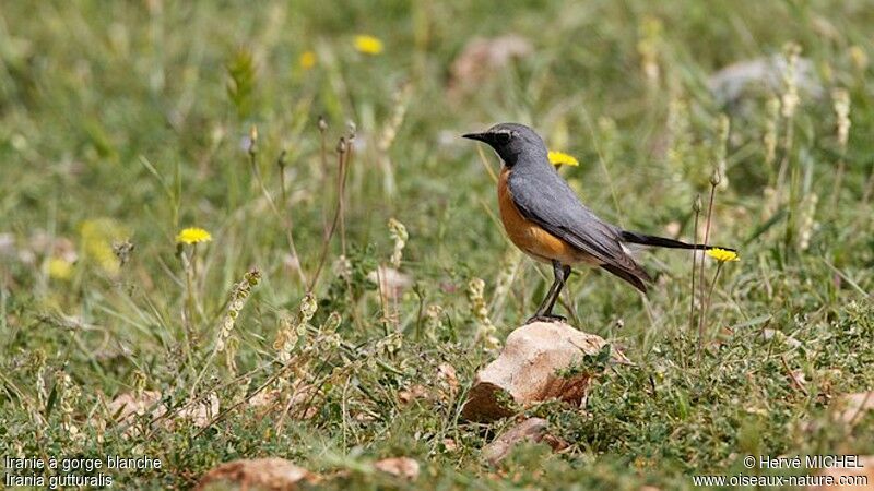 White-throated Robin male adult breeding