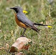 White-throated Robin