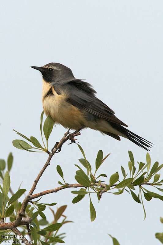 White-throated Robin male adult breeding, pigmentation