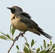 White-throated Robin