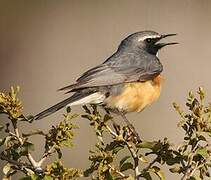 White-throated Robin