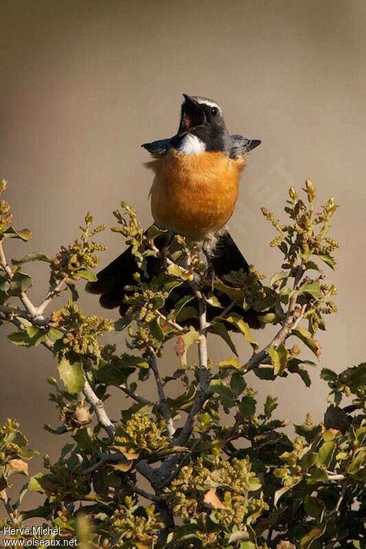 White-throated Robin male adult breeding, courting display, song