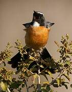 White-throated Robin