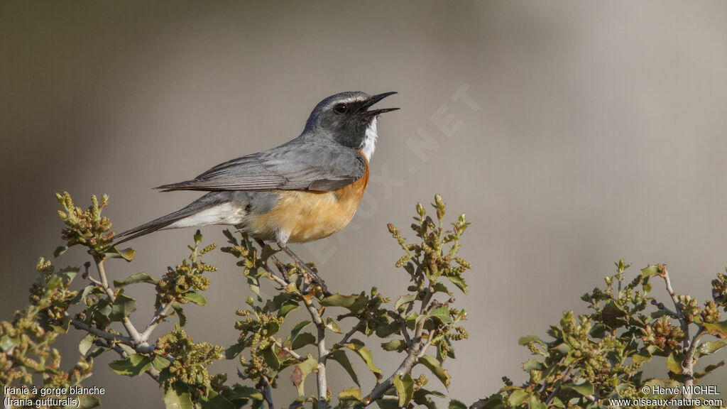 White-throated Robin