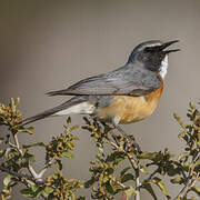 White-throated Robin