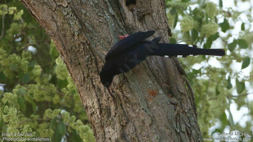 Black-billed Wood Hoopoe