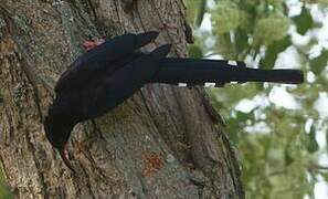 Black-billed Wood Hoopoe