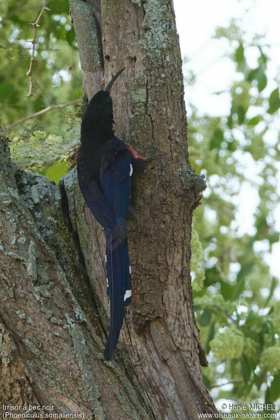 Black-billed Wood Hoopoe