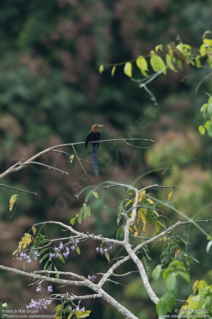 Forest Wood Hoopoe