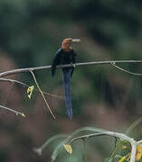 Forest Wood Hoopoe